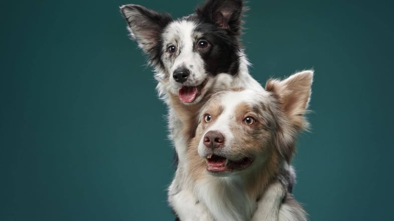 Acionistas da Petz (PETZ3) aprovam em assembleia fusão com a Cobasi