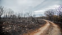 Impactos das queimadas e seca nos preços dos alimentos no Brasil: desafios e perspectivas