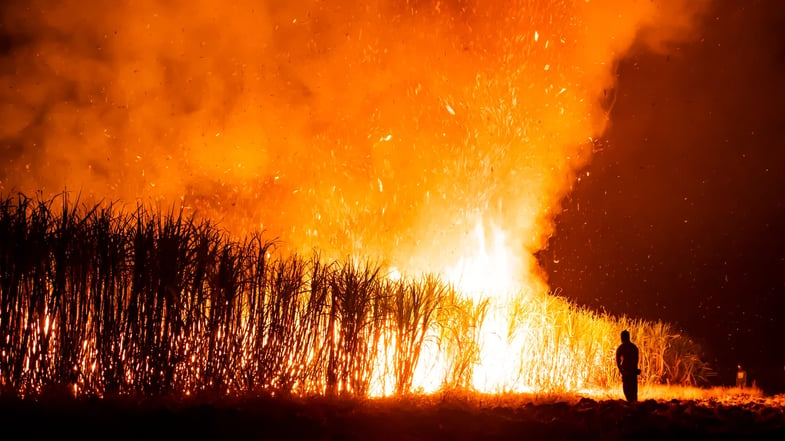 Impactos dos incêndios em SP na agropecuária