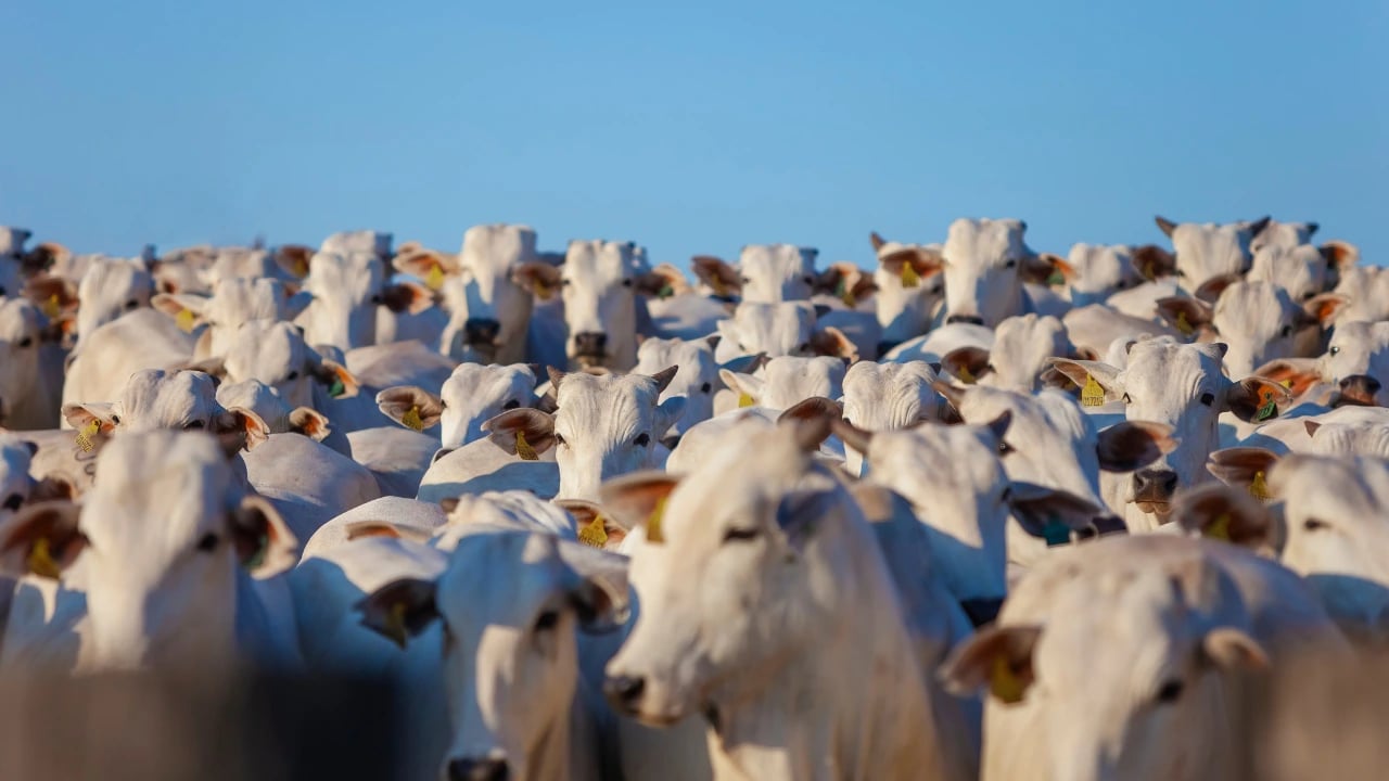 Ações de frigoríficos disparam com recorde nas exportações de carne