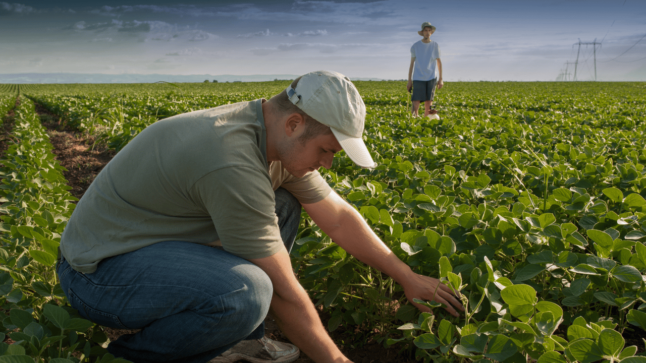 SLC Agrícola (SLCE3) enfrenta queda nos lucros e aumento da alavancagem no 3T24